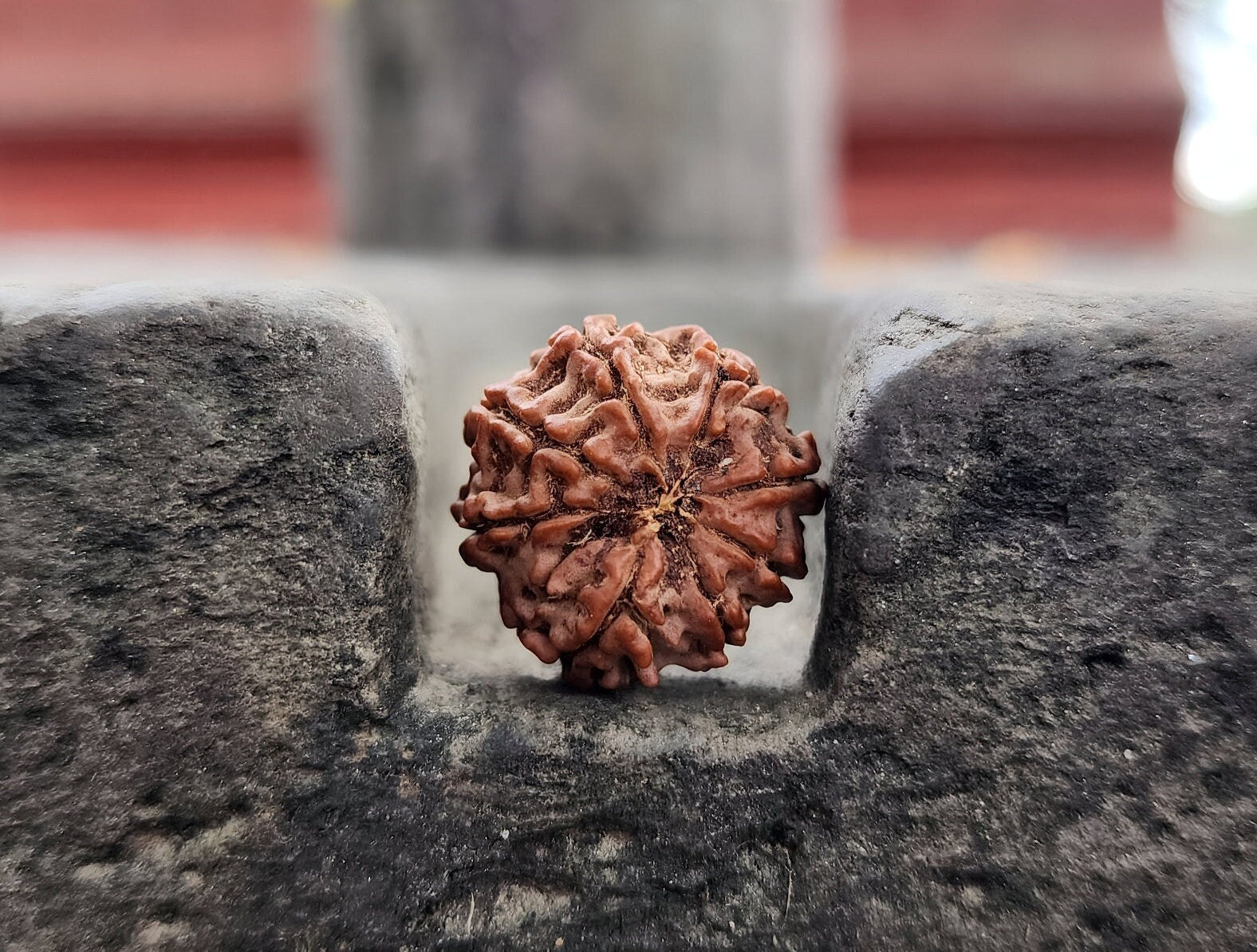 Original 8 Mukhi Rudraksha Beads, Collector Premium Quality