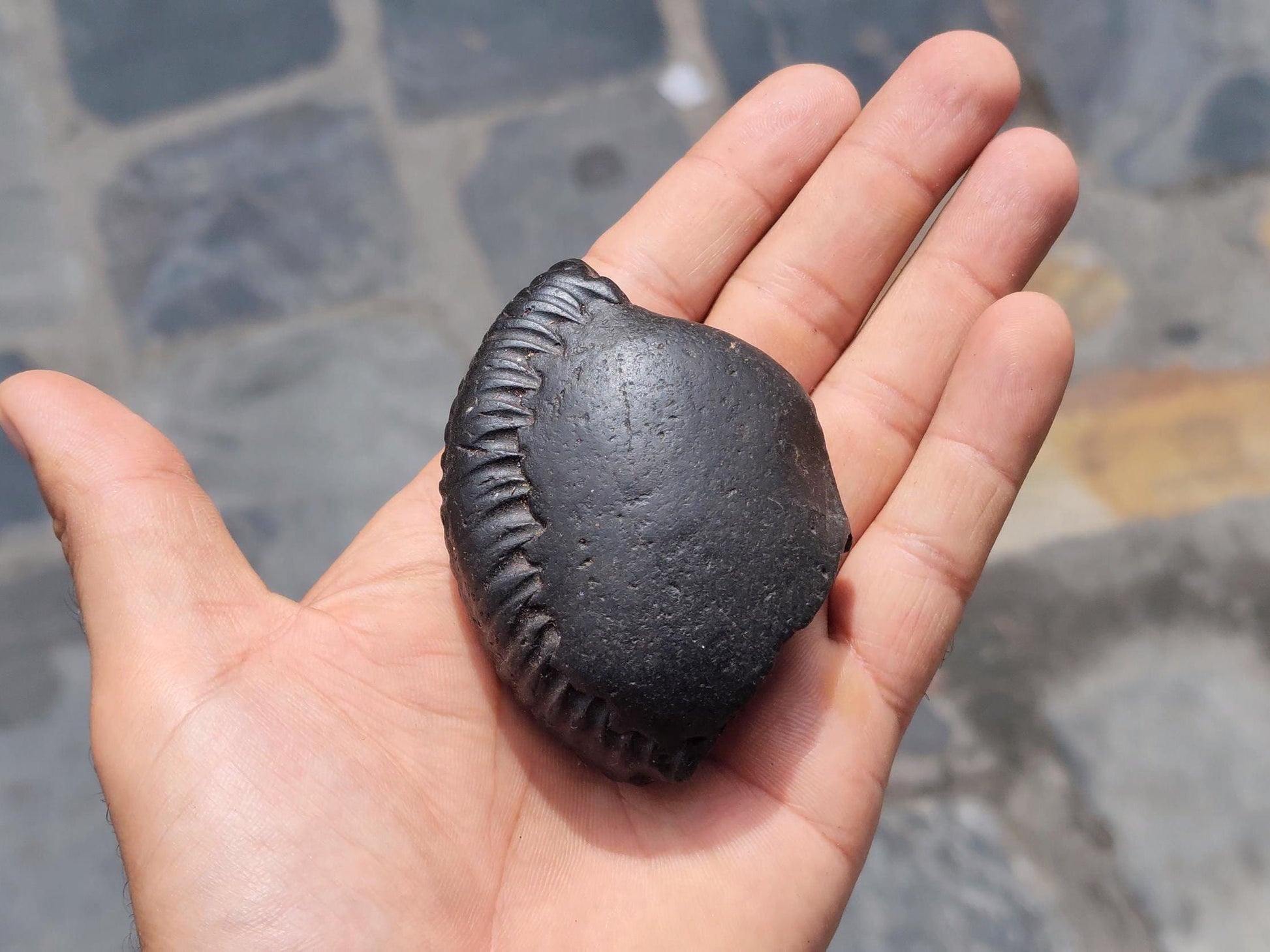 Double Chakra Shaligram