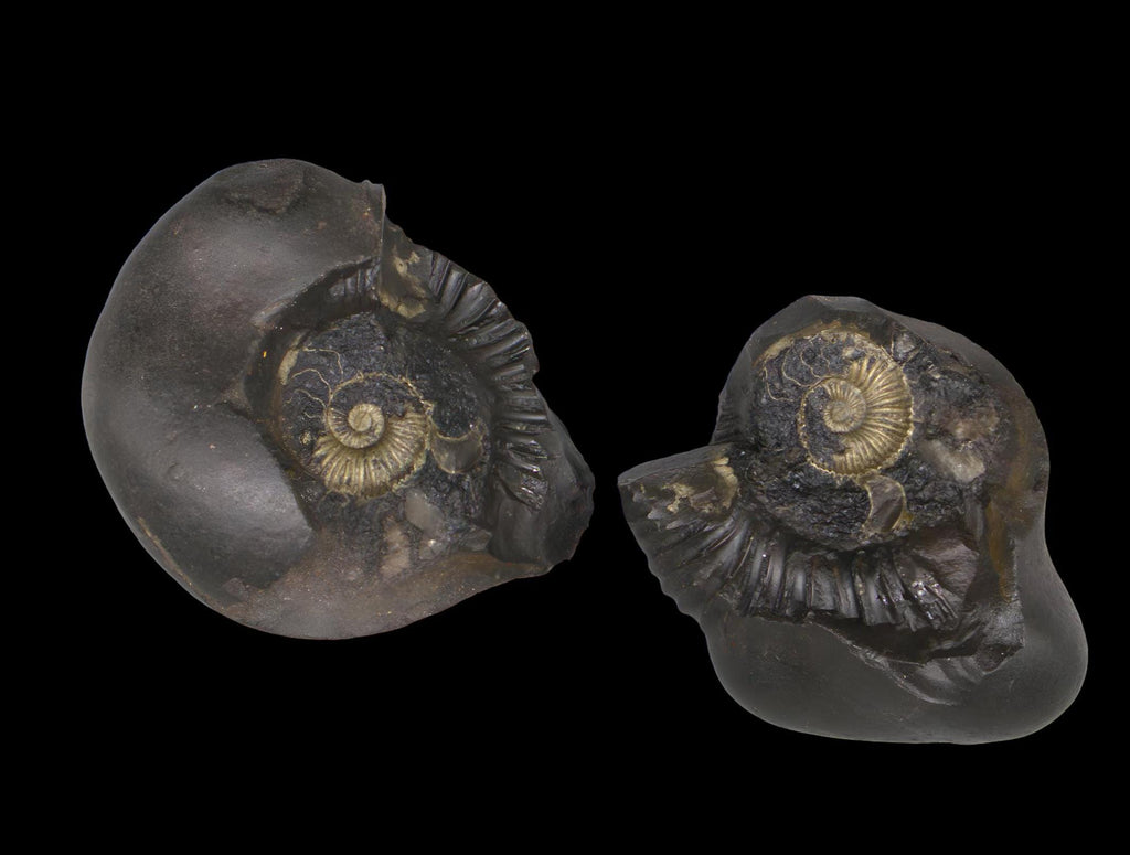 Krishna Sudarshana Chakra Shaligram With Natural Raw Gold