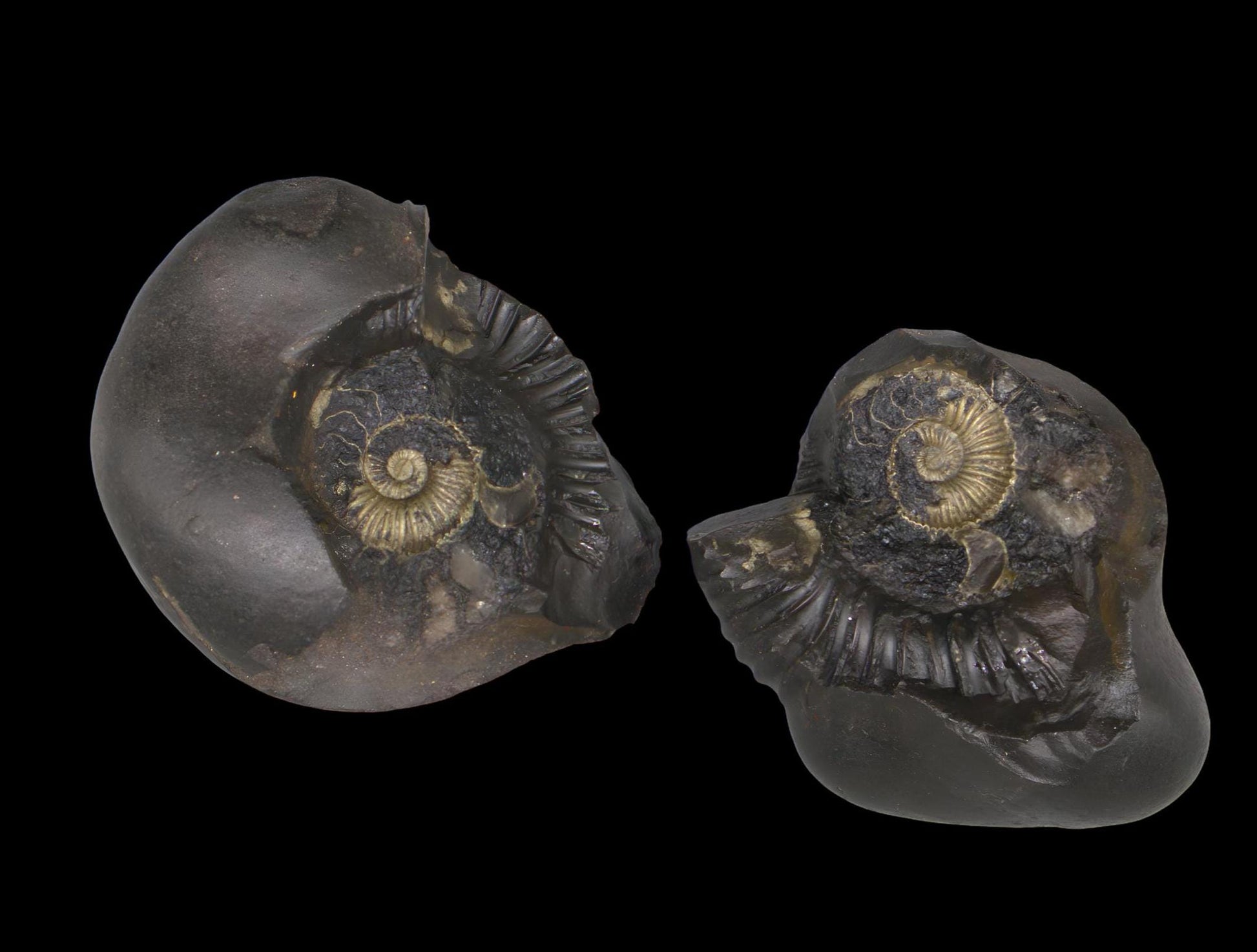 Krishna Sudarshana Chakra Shaligram With Natural Raw Gold