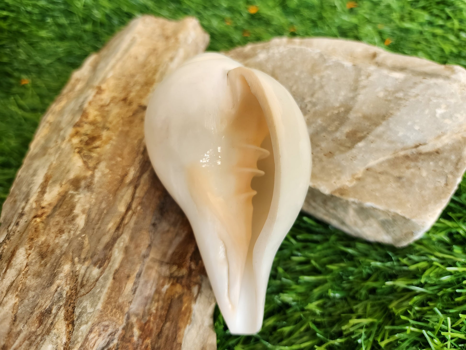 Natural Blowing Conch Shell