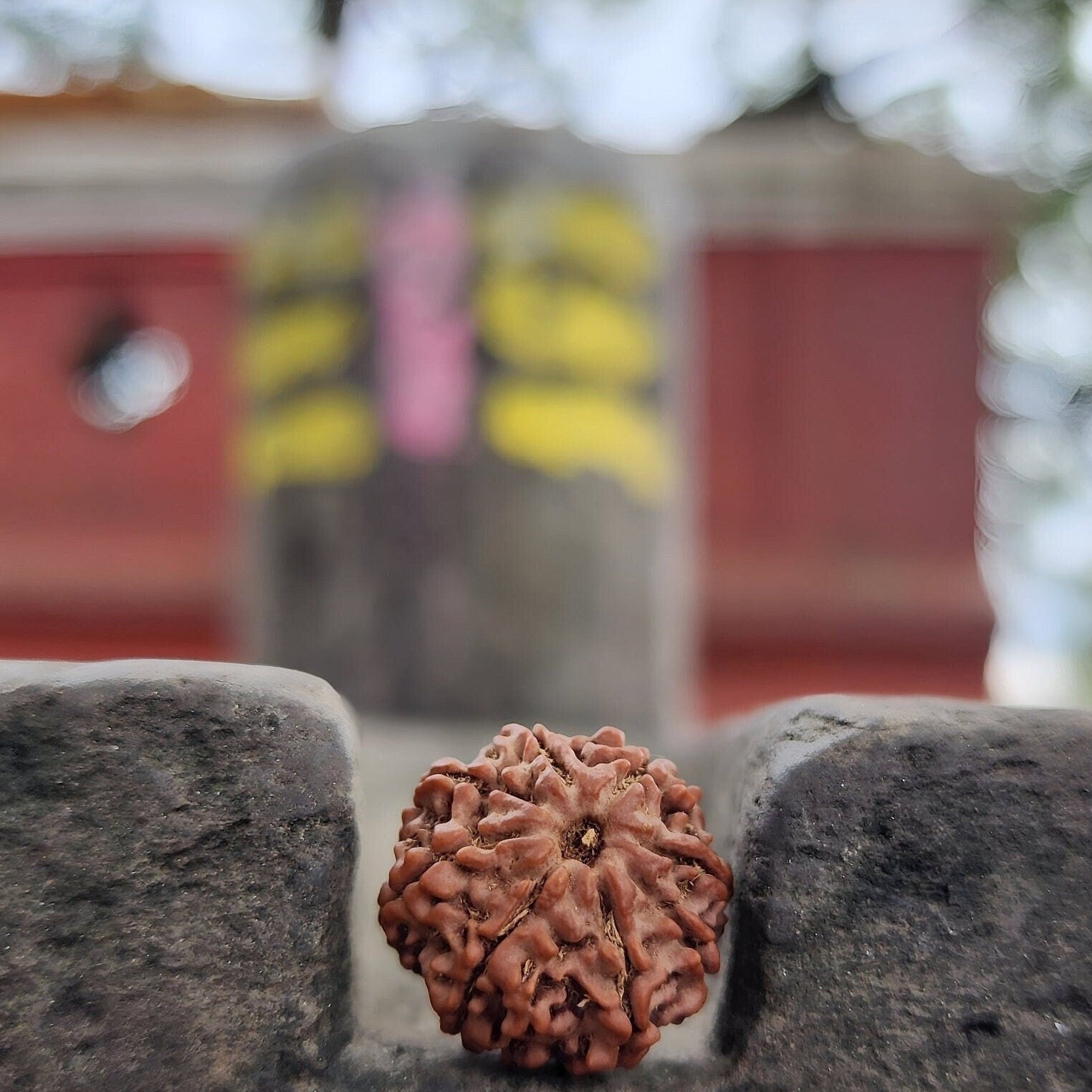 Original 8 Mukhi Rudraksha Beads, Collector Premium Quality