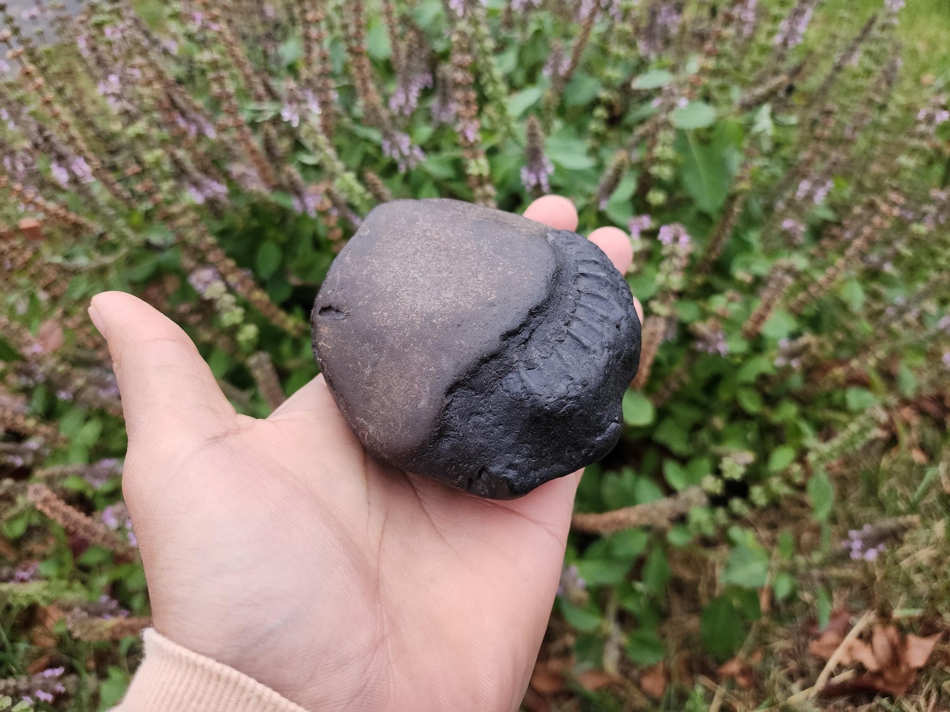 Large Cosmic Chakra Lord Vishnu Shaligram