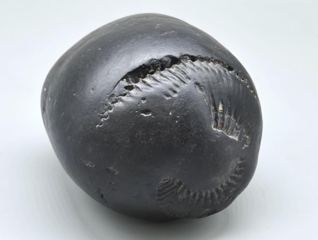 Large Cosmic Chakra Shaligram - Unidentified Shaligram Stone Beleived To Have Sacred Energy For Its Keeper, Natural High Quality Shaligrama
