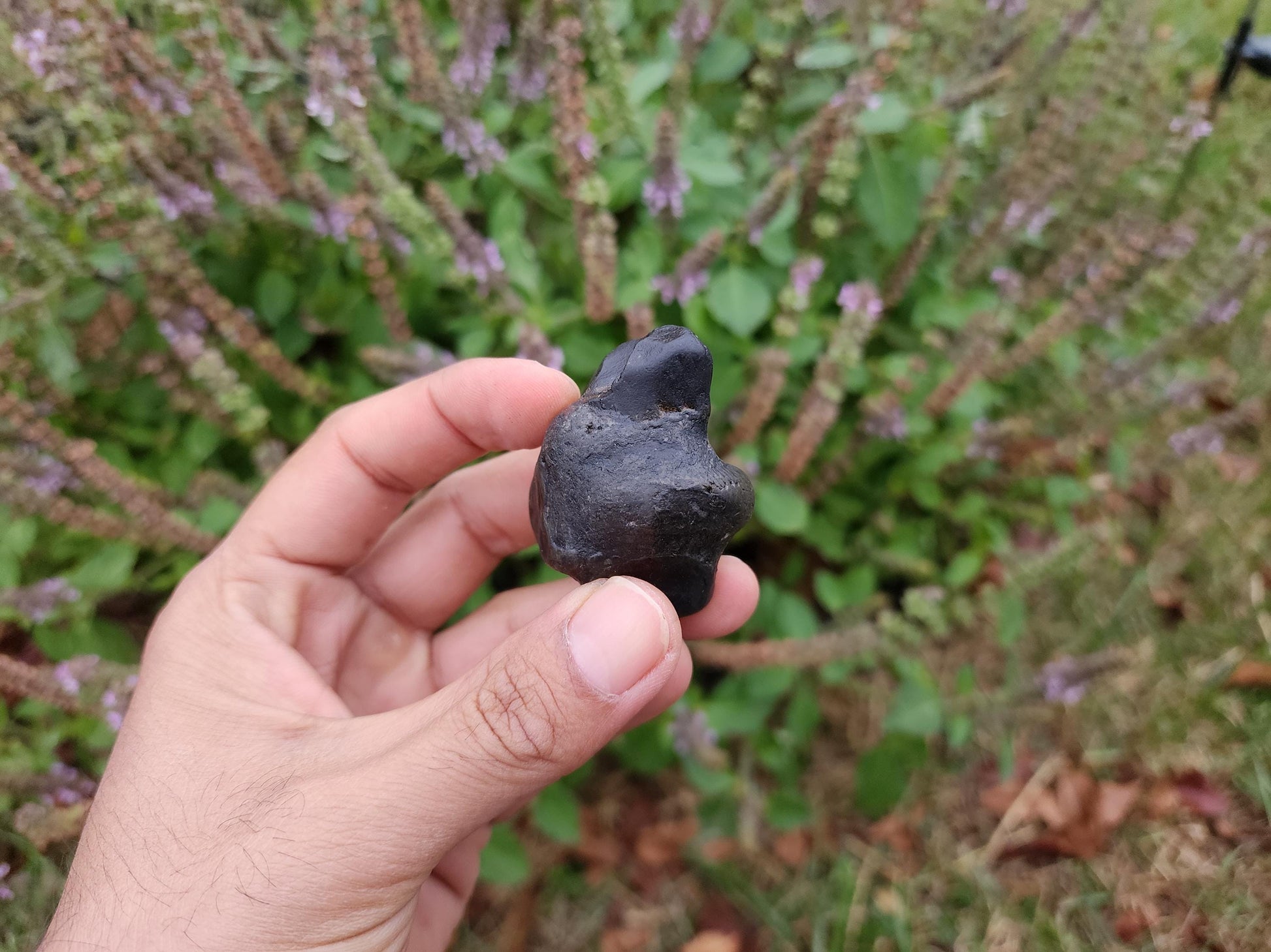 Parsuram Shaligram