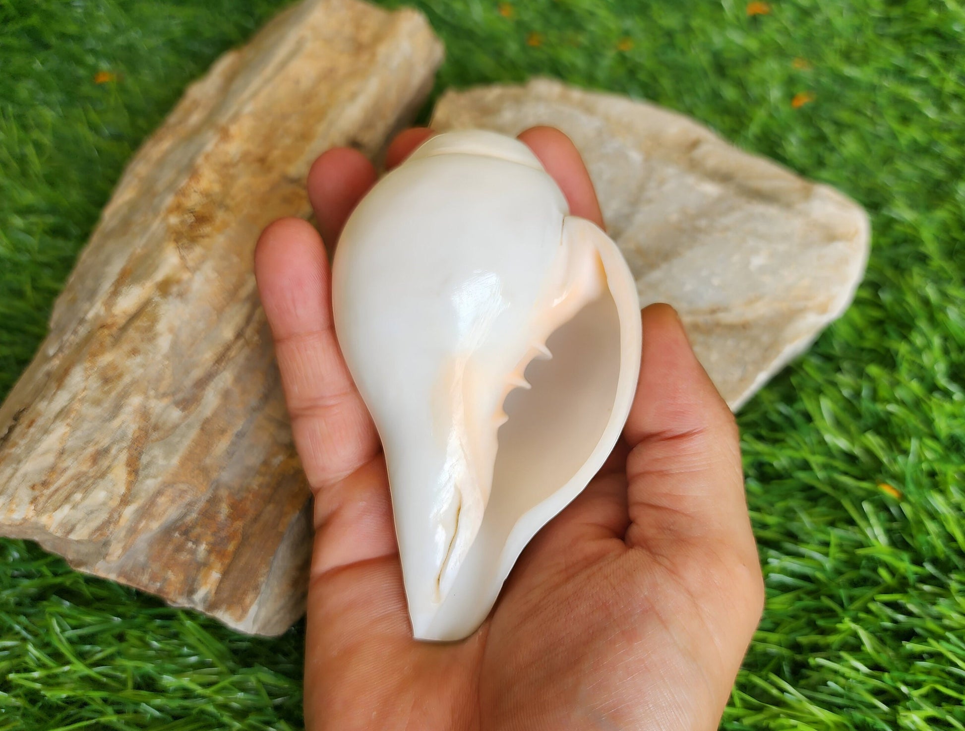 Natural Blowing Conch Shell