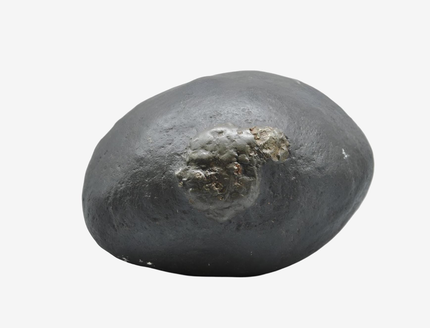 Goddess Parvati Womb Shaligrama, Rare Unprocessed Fossil Stone From Nepal, Extra Large Shaligram With Raw Gold