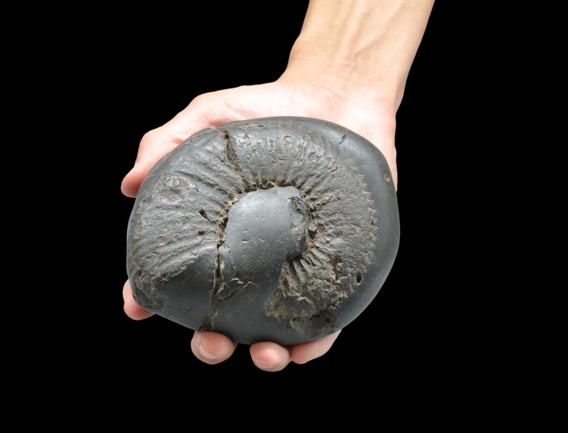 Surya Sun God Deity Shaligram Stone