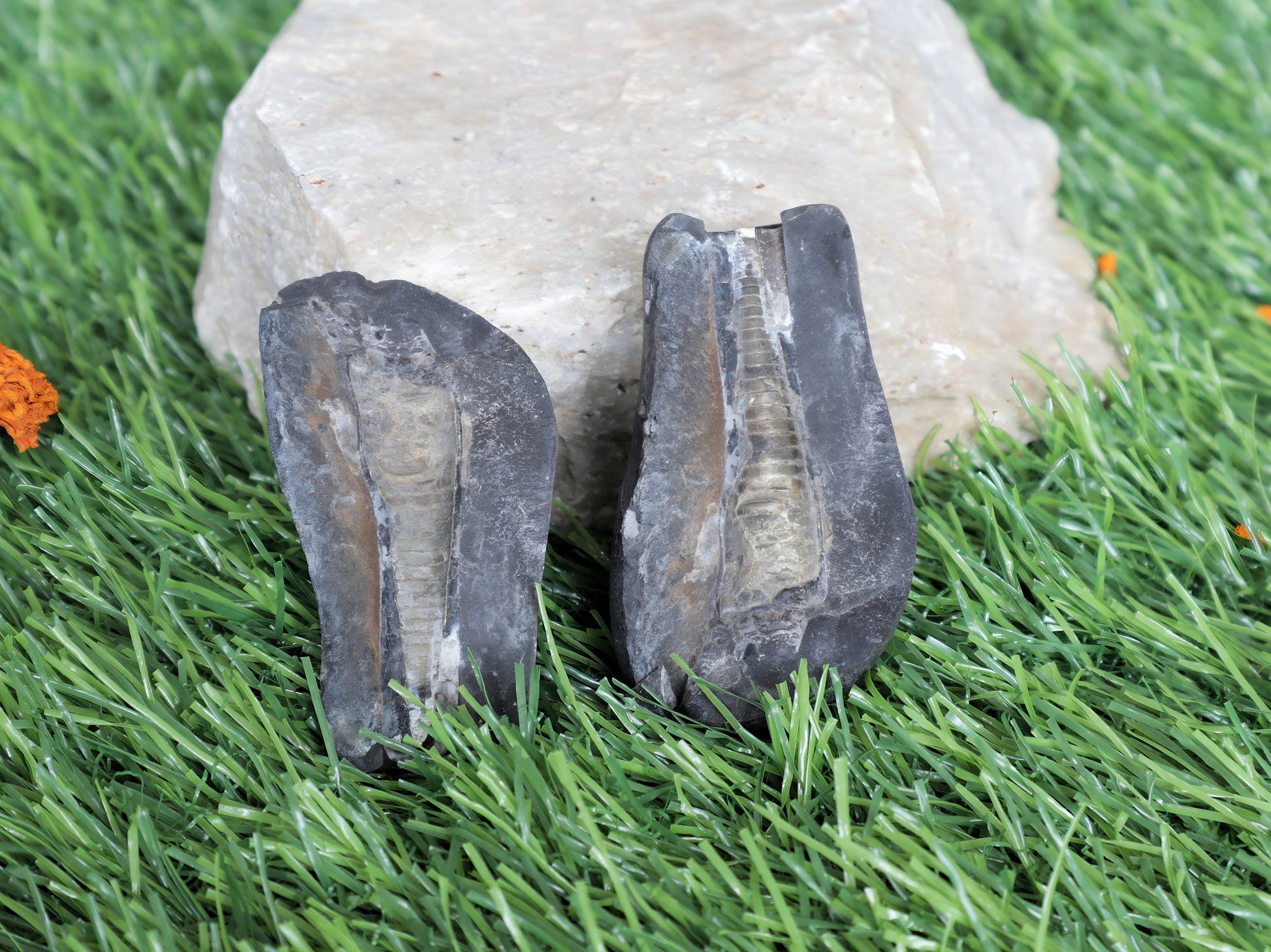 Shiva Linga Shaligram From Muktinath Nepal