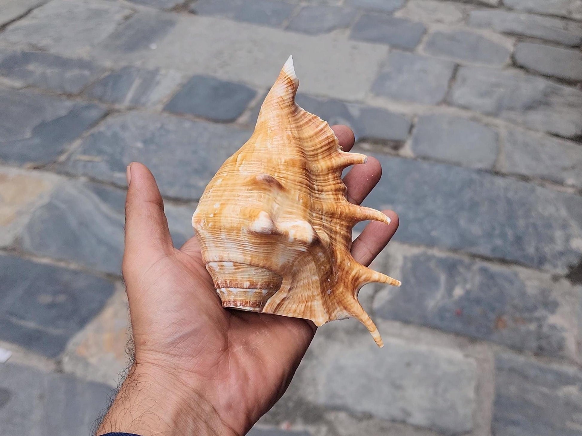 Aura Cleansing Shankha