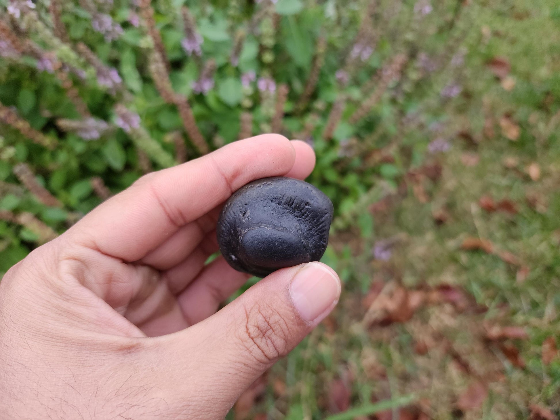 Parsuram Shaligram