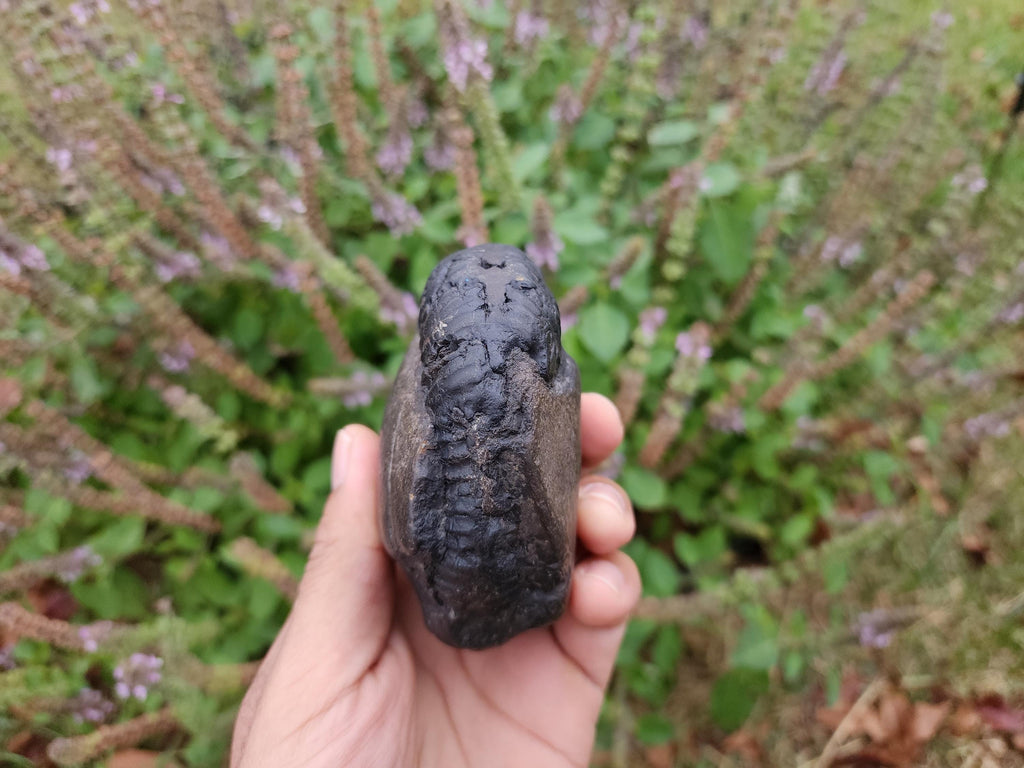 Large Cosmic Chakra Lord Vishnu Shaligram