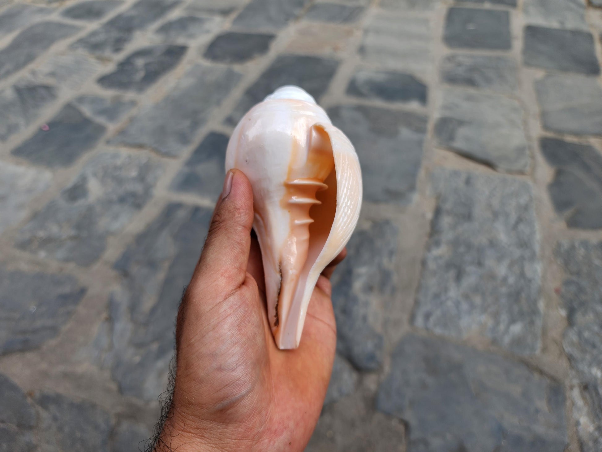 Rose Blowing Sankha, Hand Carved Flower Design