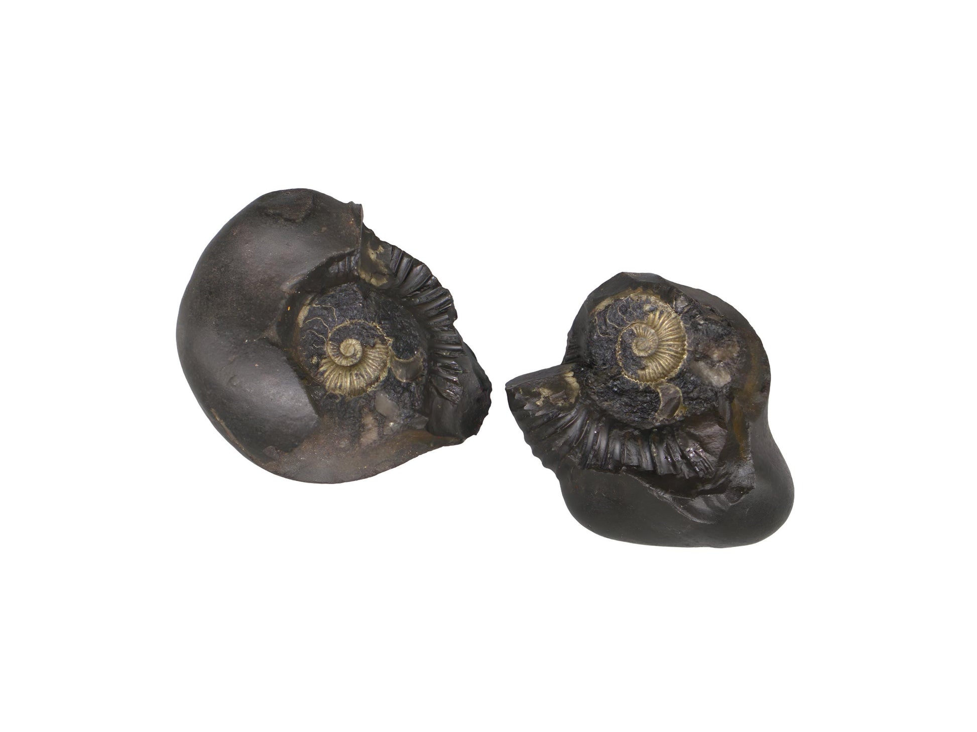 Krishna Sudarshana Chakra Shaligram With Natural Raw Gold