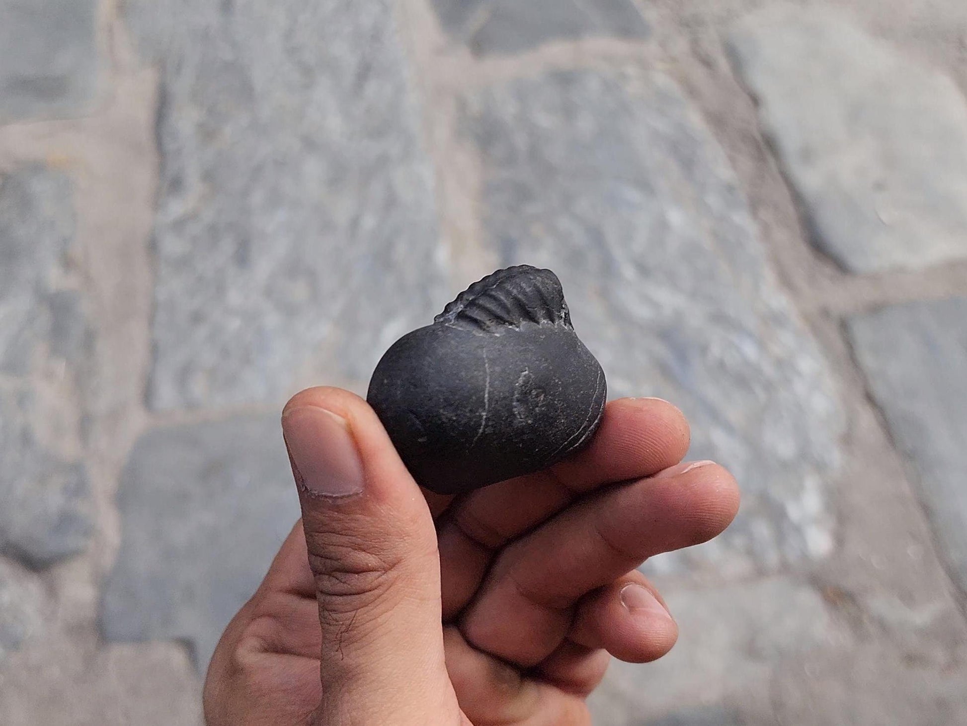 Pisces Lucky Stone – Rare Fish-Shaped Sacred Shaligrama For Intuition And Spiritual Flow