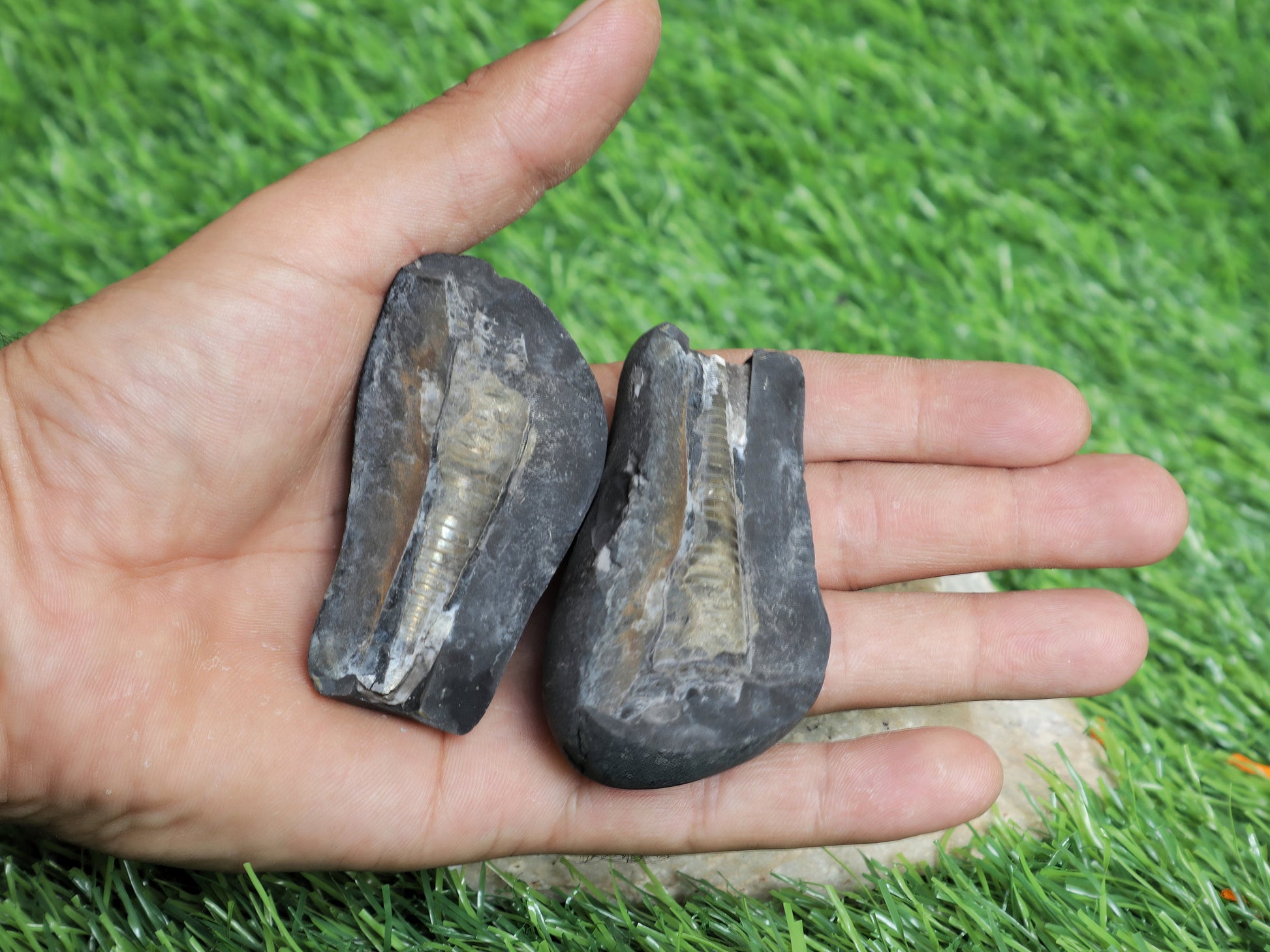 Shiva Linga Shaligram From Muktinath Nepal