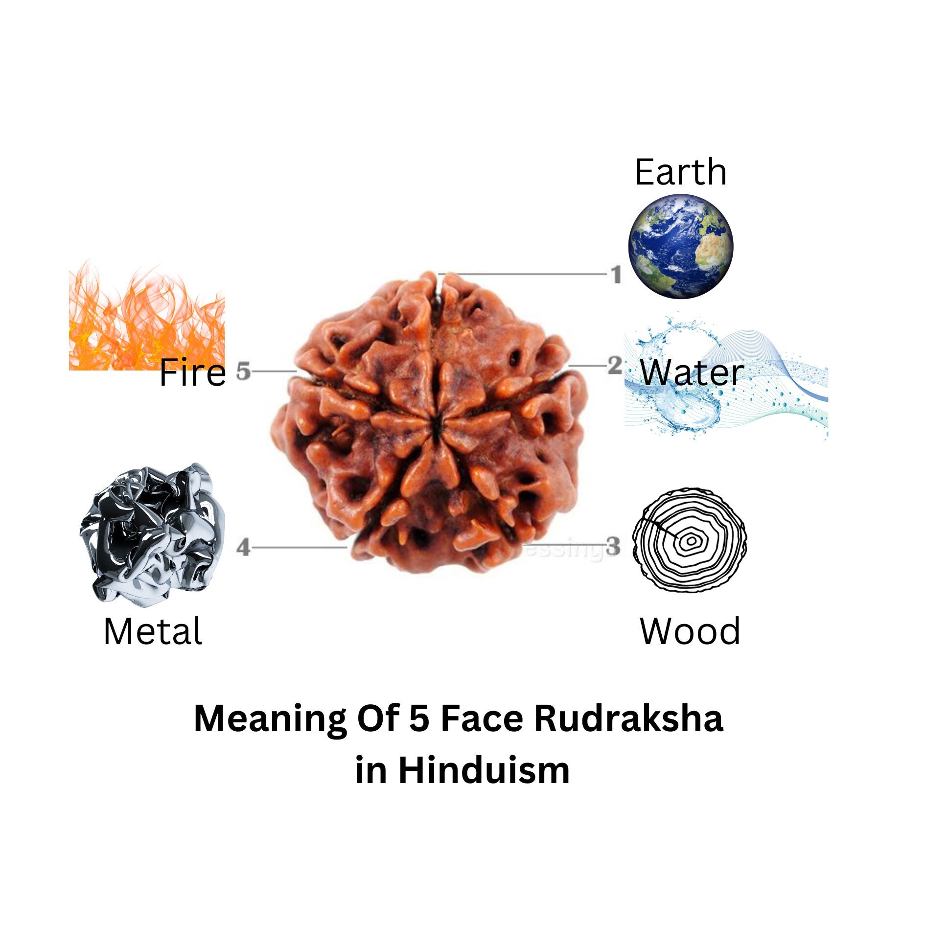 Natural Rudraksha Seed With Shell