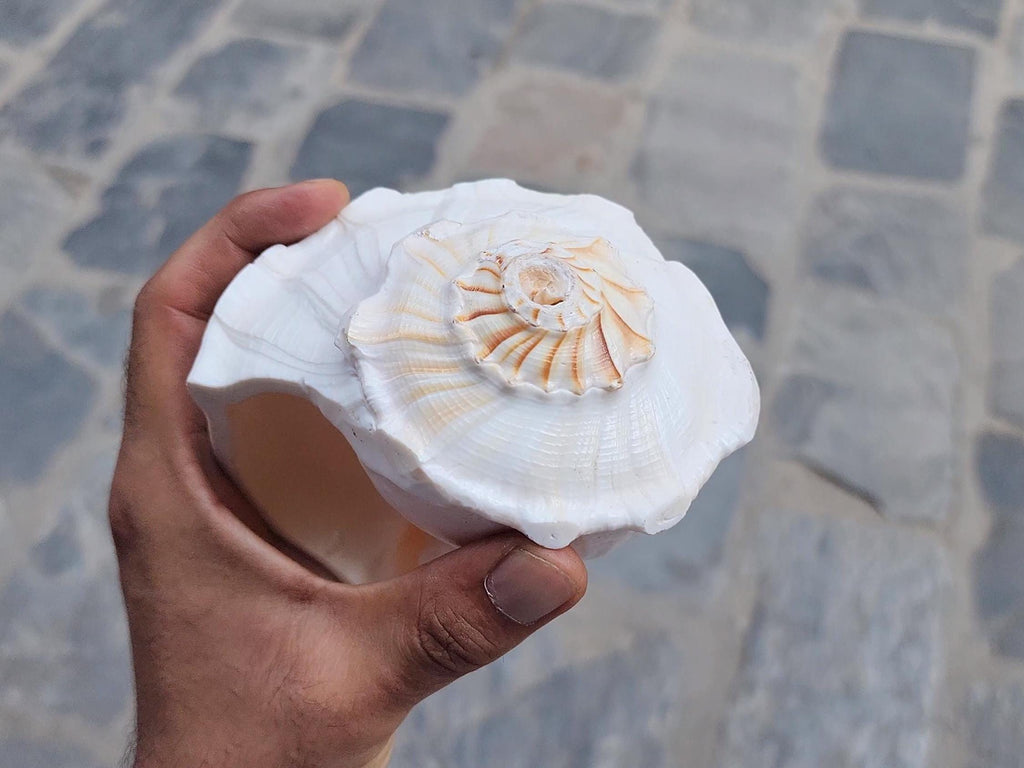 Right-Hand Sankha, Premium Quality Large Blowing Conch For Purity And Sound Healing