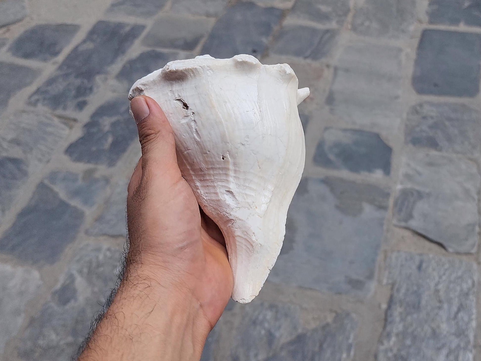 Right-Hand Sankha, Premium Quality Large Right-Hand Blowing Sankha For Purity And Sound Healing, Natural Blowing Conch Shell