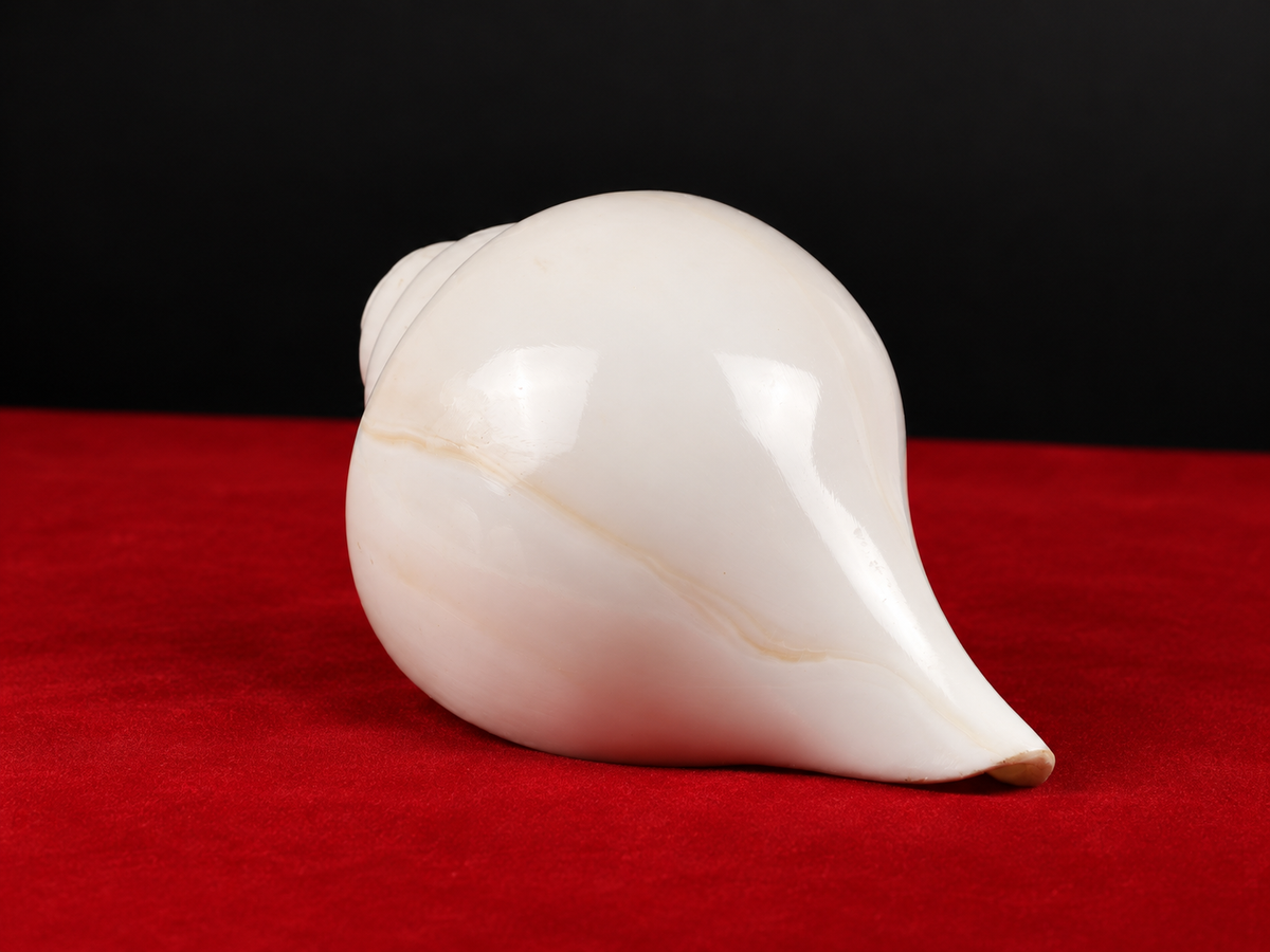 Blowing Conch Shell
