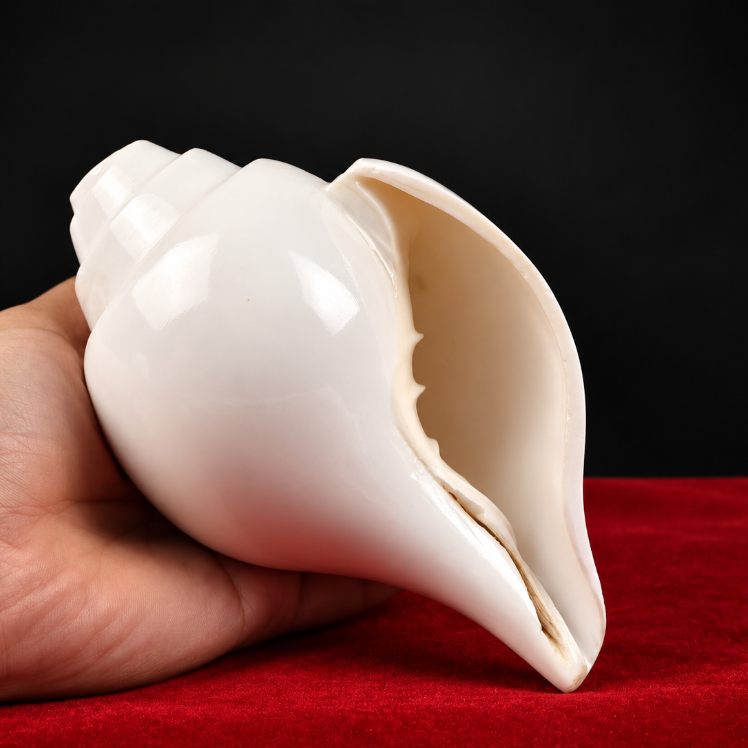 Blowing Conch Shell