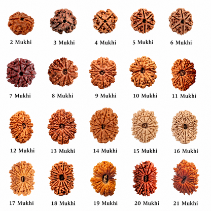 High quality nepali rudraksha by om kleem kali