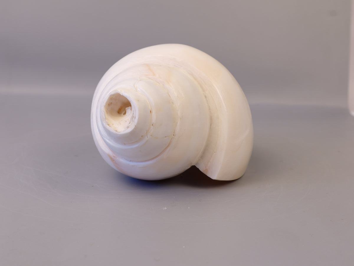 Blowing Conch Shell Shankha: Sacred Sound & Spirit - Turbinella Pyrum