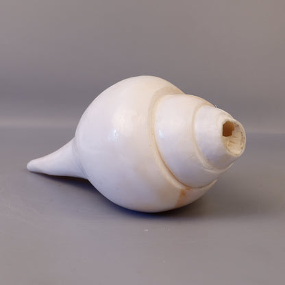Blowing Conch Shell Shankha: Sacred Sound & Spirit - Turbinella Pyrum