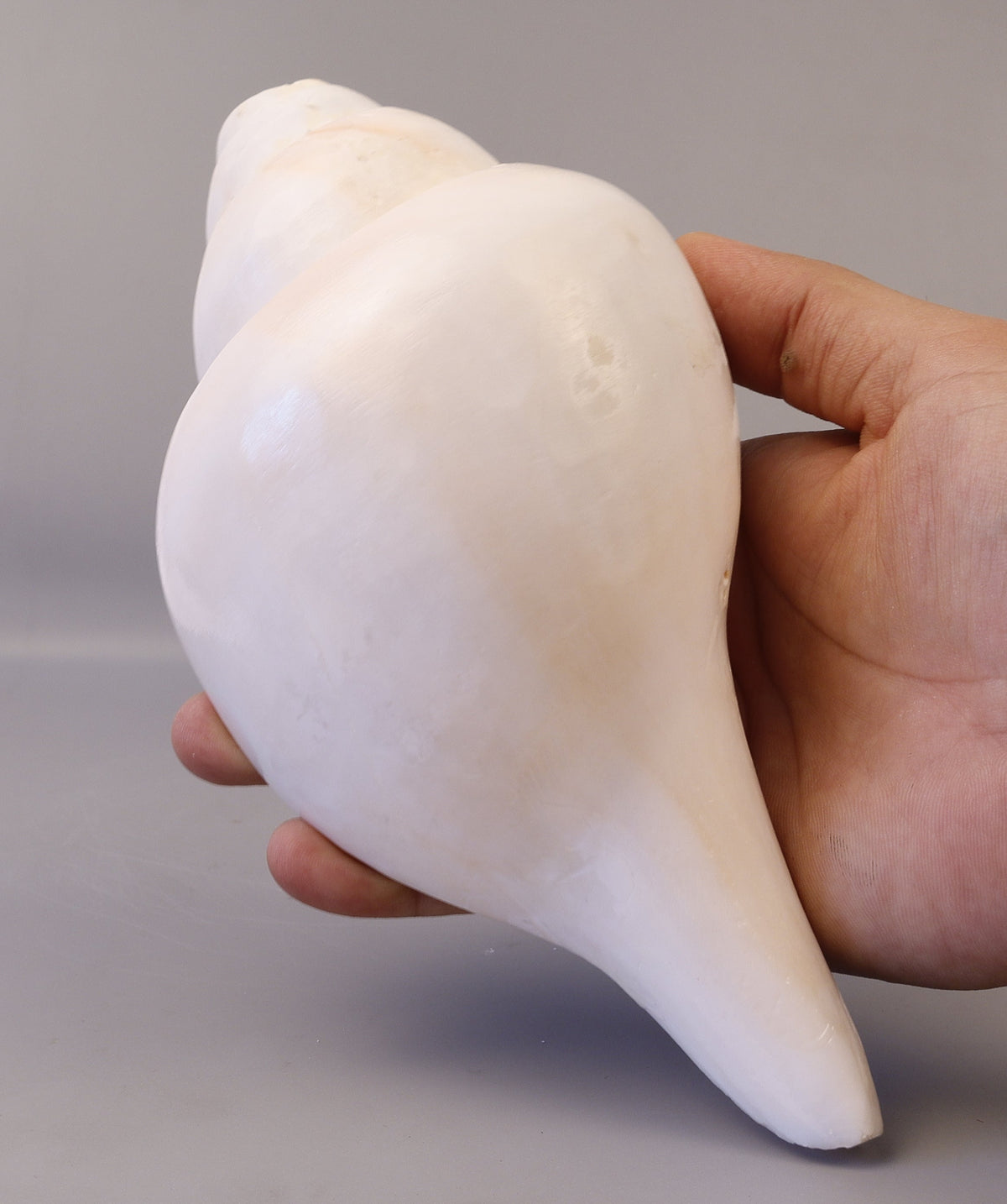 Blowing Conch Shell Shankha: Sacred Sound & Spirit - Turbinella Pyrum