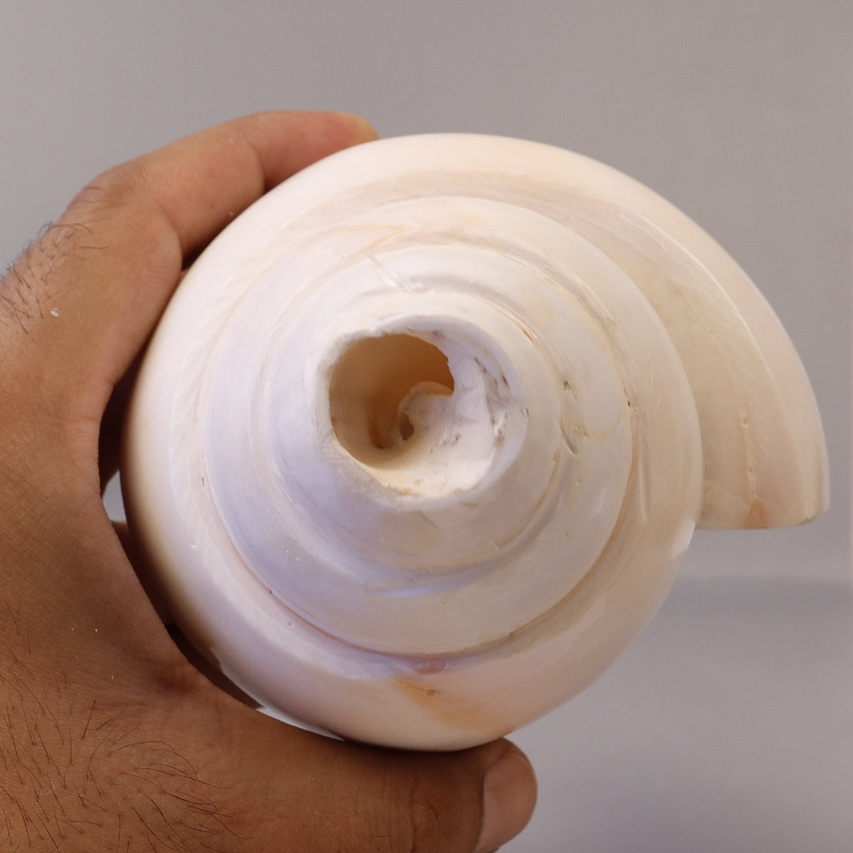 Blowing Conch Shell Shankha: Sacred Sound & Spirit - Turbinella Pyrum