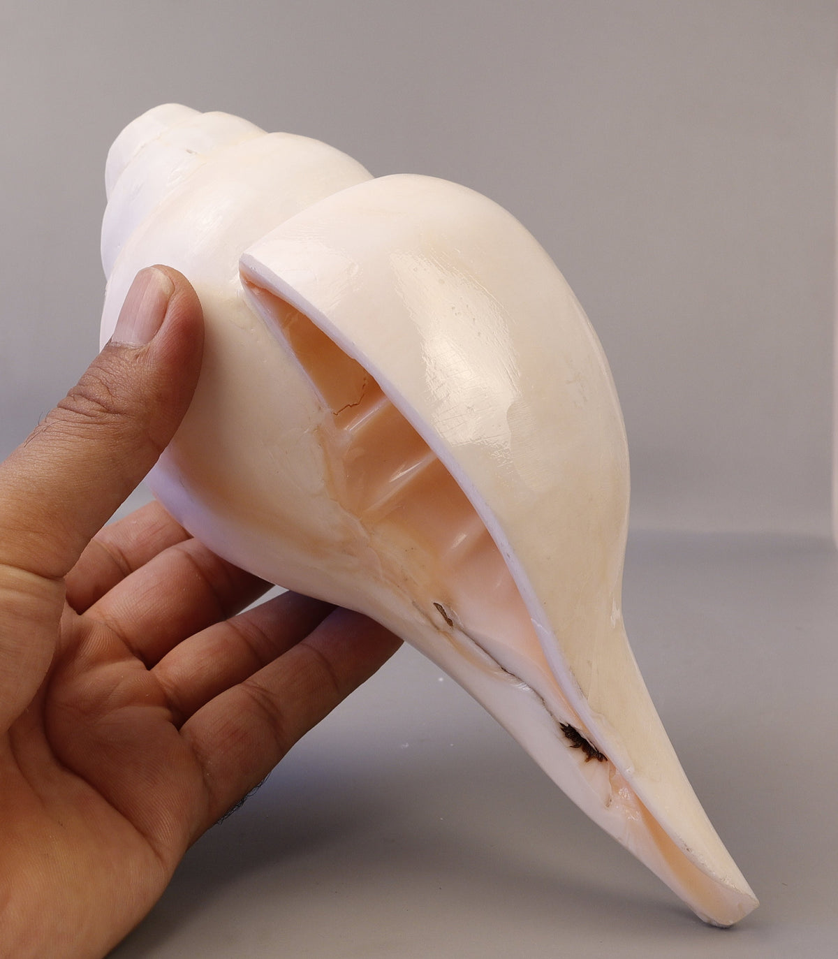 Blowing Conch Shell Shankha: Sacred Sound & Spirit - Turbinella Pyrum