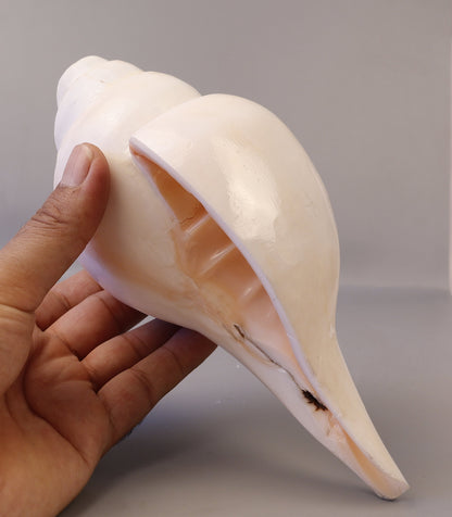 Blowing Conch Shell Shankha: Sacred Sound & Spirit - Turbinella Pyrum