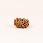 10 Mukhi Rudraksha Bead: Nepal, Lord Vishnu, Navagraha Protection