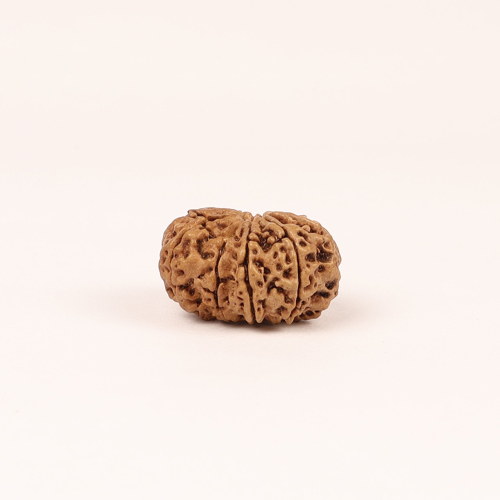 10 Mukhi Rudraksha Bead: Nepal, Lord Vishnu, Navagraha Protection