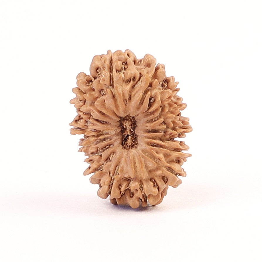 17 Mukhi Nepali Rudraksha, Rare Mukhi Bead Selected Per Order