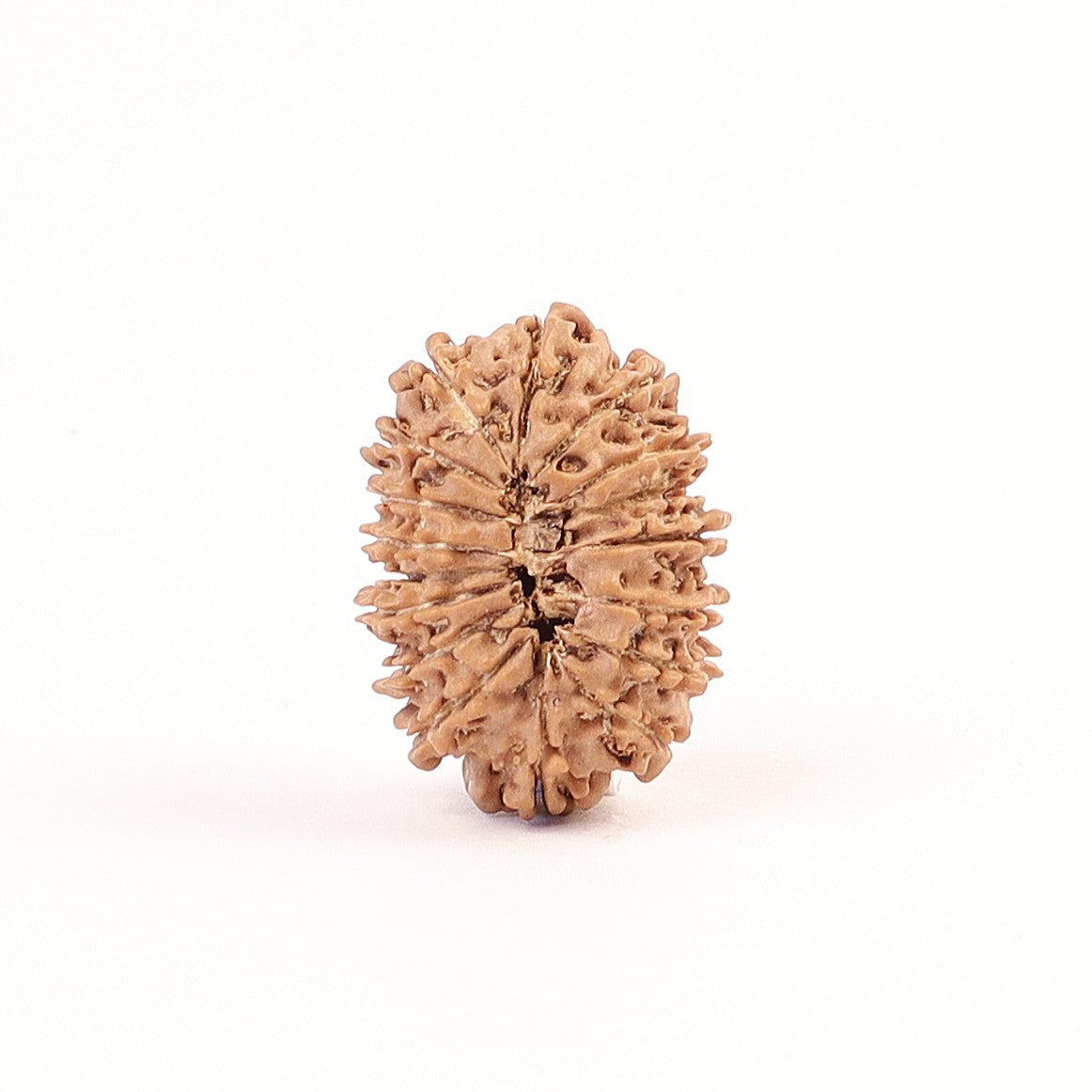 17 Mukhi Nepali Rudraksha, Rare Mukhi Bead Selected Per Order