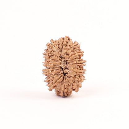 17 Mukhi Nepali Rudraksha, Rare Mukhi Bead Selected Per Order