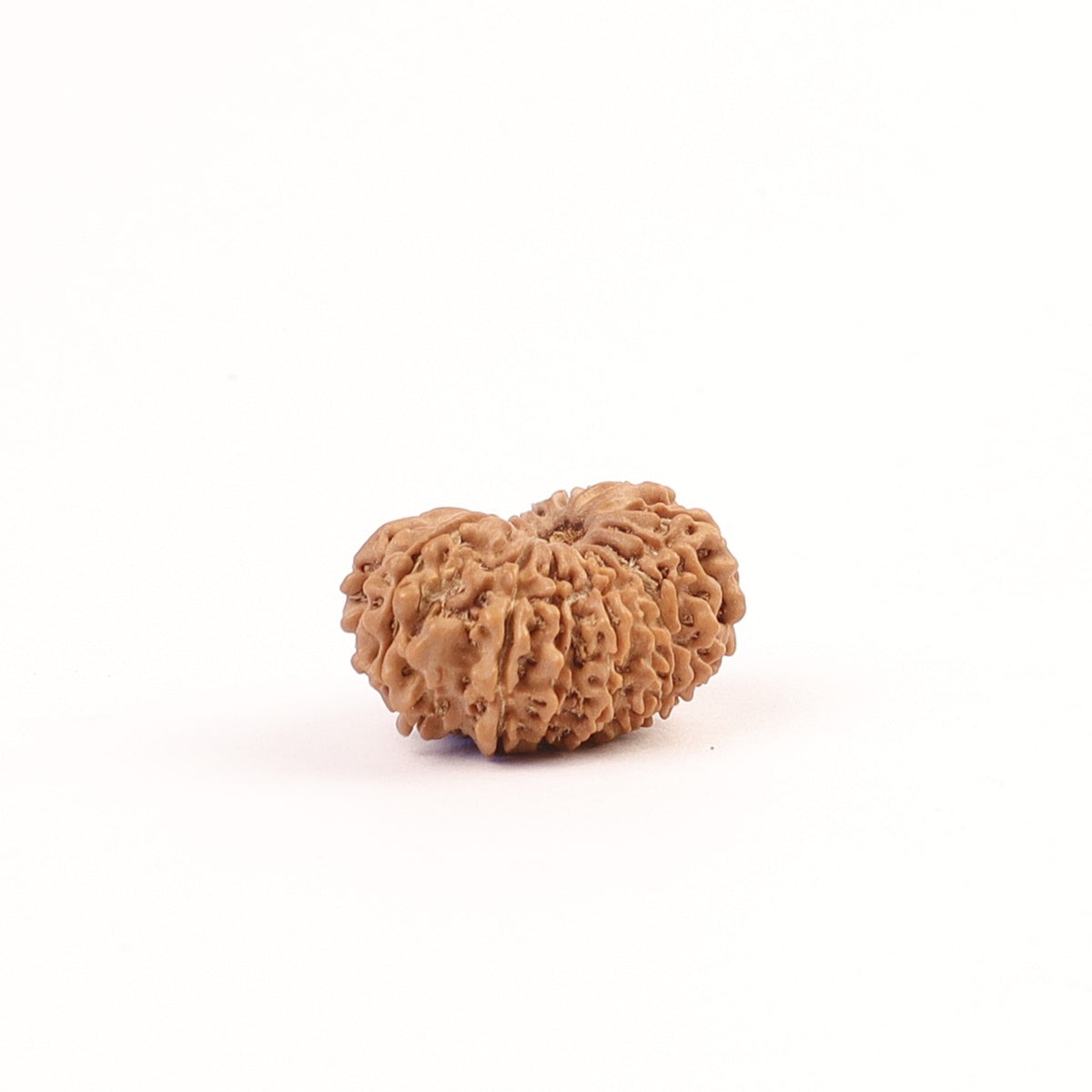 17 Mukhi Nepali Rudraksha, Rare Mukhi Bead Selected Per Order