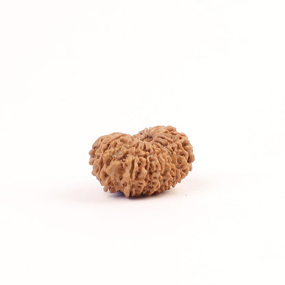 17 Mukhi Nepali Rudraksha, Rare Mukhi Bead Selected Per Order