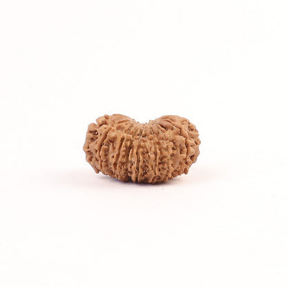 17 Mukhi Nepali Rudraksha, Rare Mukhi Bead Selected Per Order