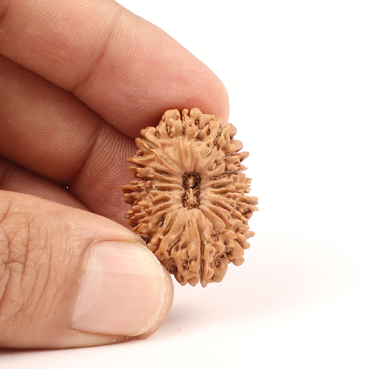 17 Mukhi Nepali Rudraksha, Rare Mukhi Bead Selected Per Order