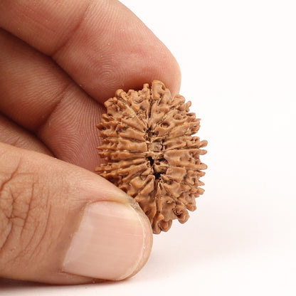 17 Mukhi Nepali Rudraksha, Rare Mukhi Bead Selected Per Order