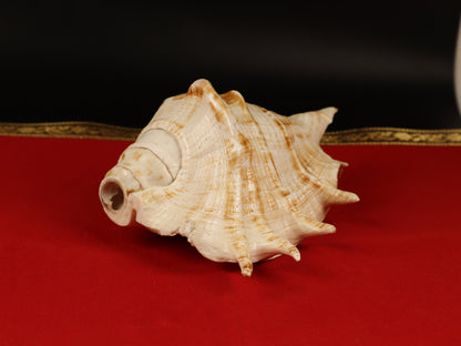 Aura Cleansing Shankha – Sacred Conch Shell For Spiritual Purification, Energy Healing, And Home Decor