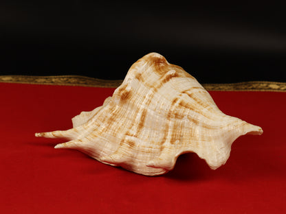 Aura Cleansing Shankha – Sacred Conch Shell For Spiritual Purification, Energy Healing, And Home Decor