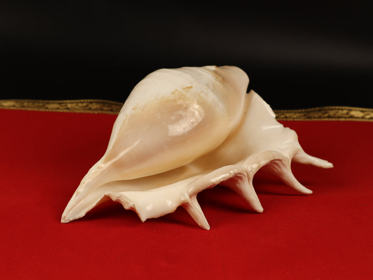 Aura Cleansing Shankha – Sacred Conch Shell For Spiritual Purification, Energy Healing, And Home Decor