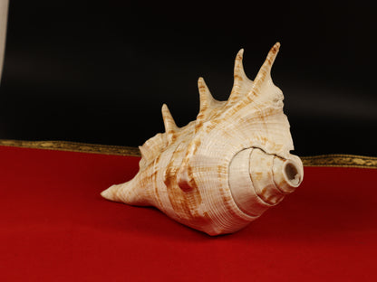 Aura Cleansing Shankha – Sacred Conch Shell For Spiritual Purification, Energy Healing, And Home Decor