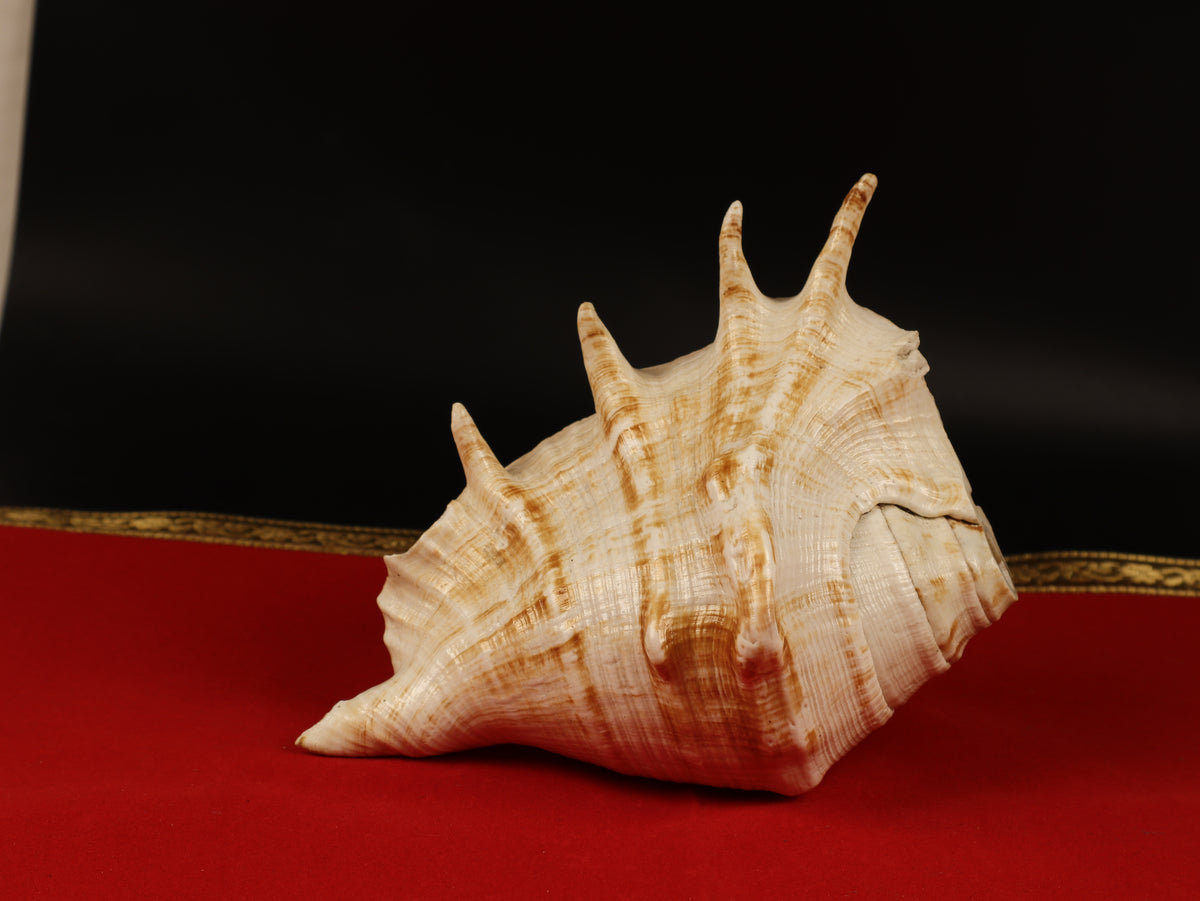 Aura Cleansing Shankha – Sacred Conch Shell For Spiritual Purification, Energy Healing, And Home Decor