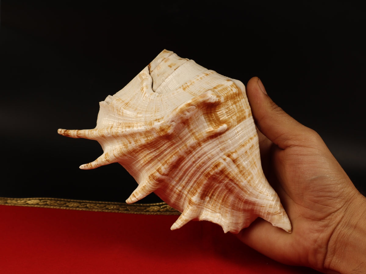 Aura Cleansing Shankha – Sacred Conch Shell For Spiritual Purification, Energy Healing, And Home Decor