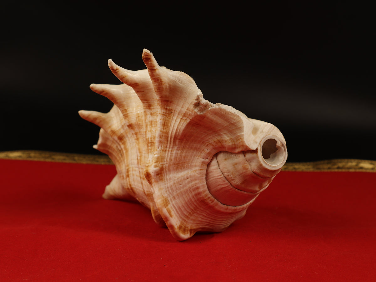 Aura Cleansing Shankha – Sacred Conch Shell For Spiritual Purification, Energy Healing, And Home Decor