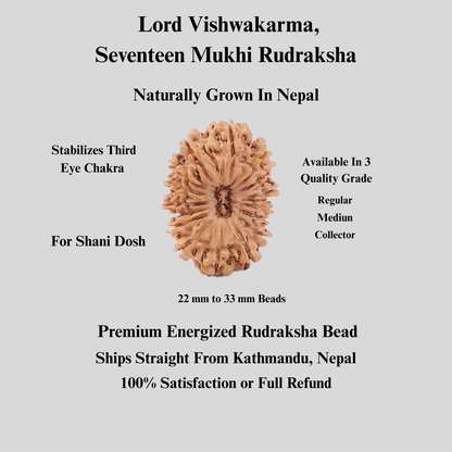 17 Mukhi Nepali Rudraksha, Rare Mukhi Bead Selected Per Order